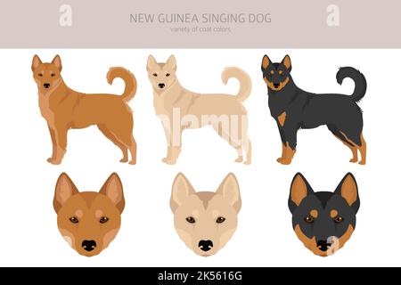 Nouvelle Guinée chant chien clipart. Ensemble de couleurs de pelage ; infographie sur les caractéristiques de toutes les races de chiens. Illustration vectorielle Illustration de Vecteur