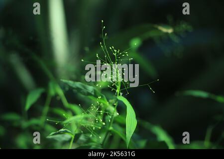mousse verte sur l'écorce dans la forêt. arbres brumeux sur fond. temps humide. fond de mousse pour le papier peint. macro vue rapprochée sur le su naturel de lichen luxuriant Banque D'Images