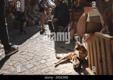 Photo d'un chat féminin, une jeune mère, qui allaite sa litière de chaton, une jeune progéniture qui a besoin d'être nourrisée à Istanbul, en Turquie, connue pour son respect Banque D'Images