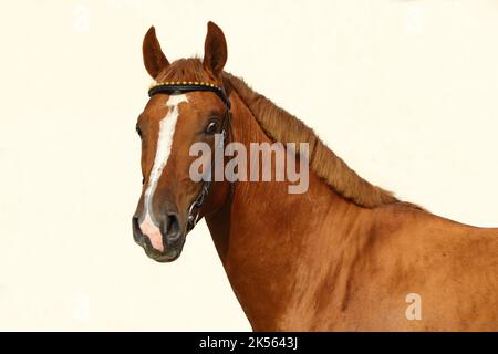 Portrait de cheval blanc andalou en selle sur fond de mur clair Banque D'Images