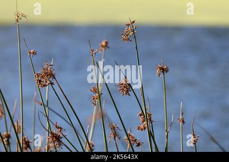 Elegia tectorum (auparavant Chondropetalum tectorum ou Restio tectorum) communément connu sous le nom de roseau de thatching de cap à l'île d'Intaka, au Cap. Banque D'Images