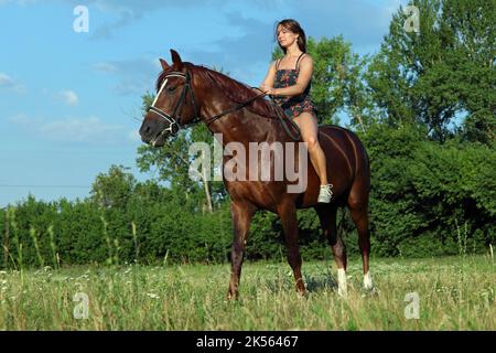 Les belles équestres manèges des chevaux dans les bois de la glade au coucher du soleil Banque D'Images