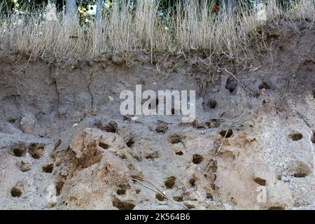 Grottes nicheuses de Sand Martins ( Riparia riparia ) sur la côte abrupte de l'île de Poel, Allemagne, côte de la mer Baltique Banque D'Images