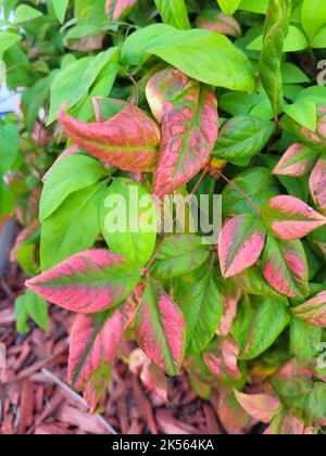 Feuilles roses et vertes Banque D'Images