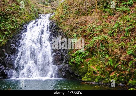 Cascade à Glenoe, comté d'Antrim, Irlande du Nord Banque D'Images