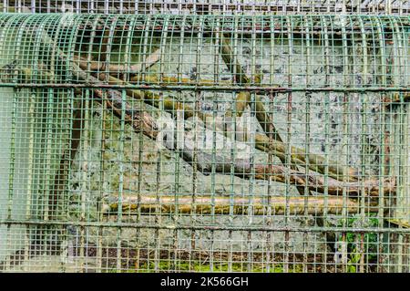 Cages négligé à un zoo. Banque D'Images