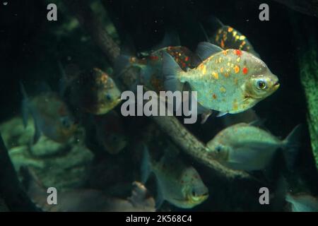 piranha poisson sous l'eau gros plan portrait de Banque D'Images