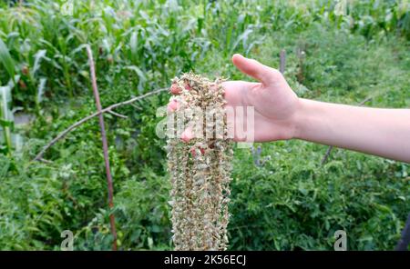 Main tenant okra dans le jardin. Banque D'Images
