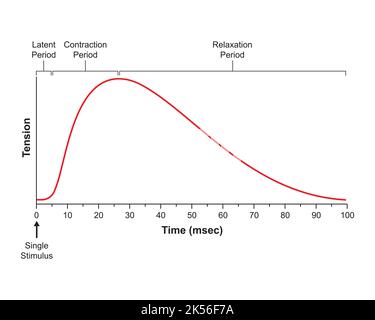 Conception scientifique du Myogramme. Contraction musculaire unique. Symboles colorés. Illustration vectorielle. Illustration de Vecteur