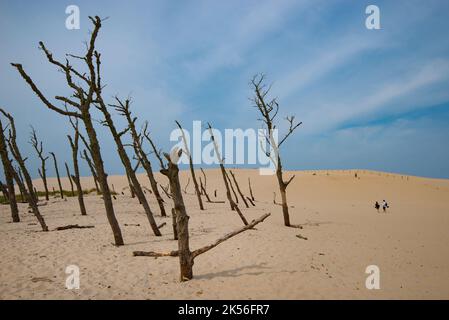 Séchez les vieux arbres dans les dunes du parc national de Slowinski, en Pologne Banque D'Images