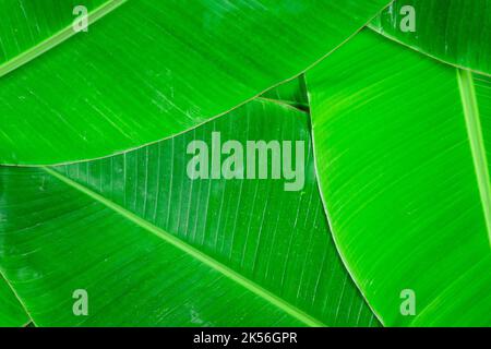 grande texture de feuille de banane tropicale feuille de palmier nature fond vert foncé Banque D'Images
