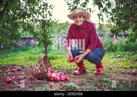 Femme paysanne dans le jardin de verger de pomme cueillez des pommes mûres biologiques de pommier et cueillez des fruits dans un panier en bois plein de récolte de pomme Banque D'Images