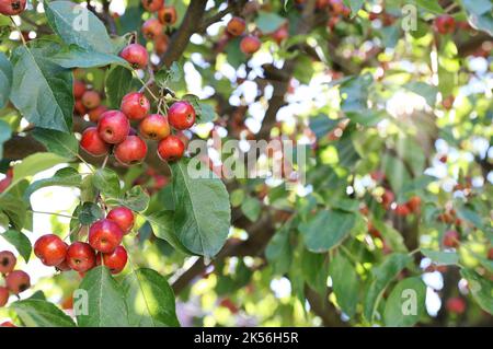 Arbre avec beaucoup de petites pommes ornementales Malus Evereste Banque D'Images