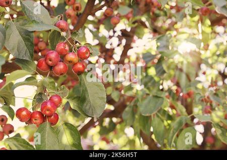 Arbre avec beaucoup de petites pommes ornementales Malus Evereste Banque D'Images