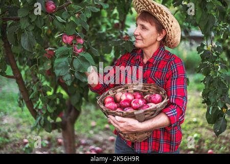 Femme paysanne dans le jardin de verger de pomme cueillez des pommes mûres biologiques de pommier et cueillez des fruits dans un panier en bois plein de récolte de pomme Banque D'Images