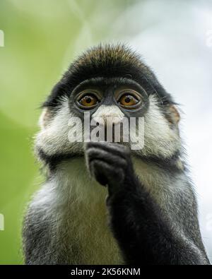 Portrait d'un jeune singe à queue rouge Banque D'Images