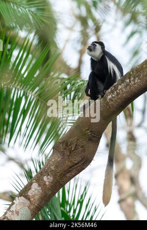 Portrait d'une guérilla mangée (Colobus guereza) Banque D'Images