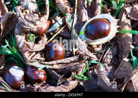 Automne feuilles automne et brun brillant conkers et conker shells o Banque D'Images