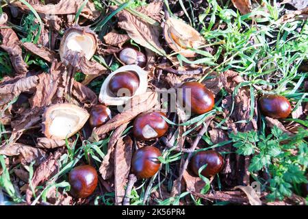 Automne feuilles automne et brun brillant conkers et conker shells o Banque D'Images