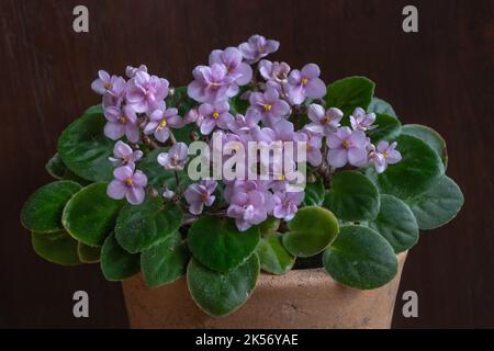 Magnifique miniature violet africain rose clair ou saintpaulia en pot d'argile sur fond de bois sombre Banque D'Images