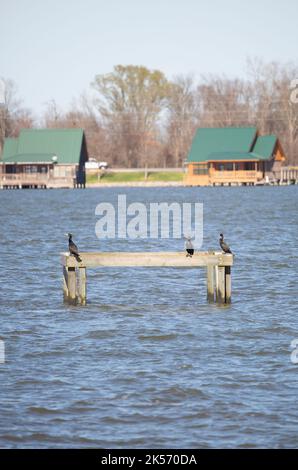 PARC NATIONAL DU RÉSERVOIR DU POINT DE PAUVRETÉ, DELHI, LOUISIANE/États-Unis – MARS 05 2020 : cabines au-delà de trois cormorans à double crête (Phalacrocorax auritus) sur un woo Banque D'Images