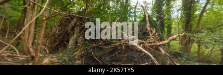 Vieillissement, ère numérique, qualité supérieure, accrocheur, se démarquer, image haute résolution, en forme de trou d'épingle, d'un arbre tombé dans un cadre boisé Banque D'Images