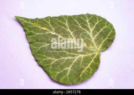 Feuille séchée et pressée avec une ligne de gouttes d'eau au milieu isolée sur fond rose. Vue latérale à mise au point douce. Banque D'Images