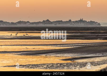 France, somme, Baie de somme, le Hourdel, lever du soleil sur le Crotoy vu du Hourdel à marée basse, un groupe de spatules et aigrettes pêchant dans les trous d'eau Banque D'Images