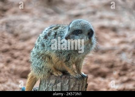 Un meerkat un petit carnivore appartenant à la famille des monoies. C'est le seul membre du genre Suricata. Banque D'Images