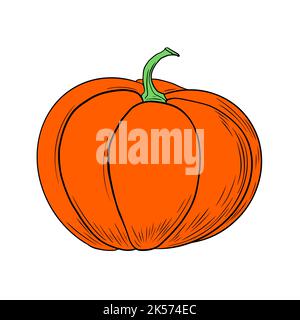 Citrouille dessinée à la main dans un style vintage. Légume orange isolé sur fond blanc. Illustration vectorielle. Illustration de Vecteur