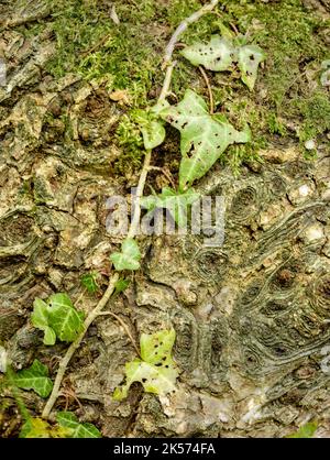 Paysages boisés intimes démonstration des motifs et des textures dans la nature, le chaos naturel Banque D'Images