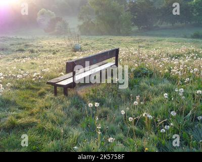 Banc de jardin sur prairie, paysage brumeux le matin Banque D'Images