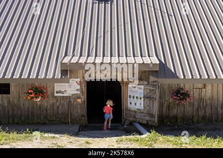 France, haute-Savoie (74), massif des Bauges, Alpage de la Combe des Villards, visite guidée en famille de la ferme des connaisseurs, production de fromage AOP Banque D'Images