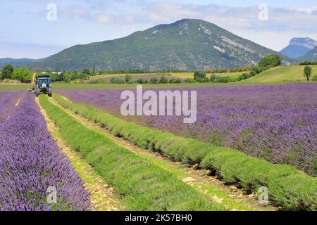 France, Drôme, Drôme Provençale, Charols, récolte de lavande en été Banque D'Images