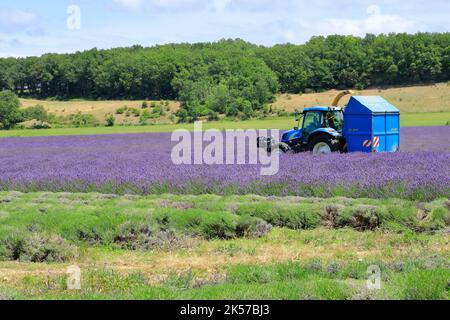 France, Drôme, Drôme Provençale, Charols, récolte de lavande en été Banque D'Images