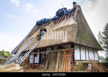 France, Eure, boucle de la route des Chaumières, près de Pont-Audemer, maison normande à colombages avec toit de chaume, rénovation du toit Banque D'Images