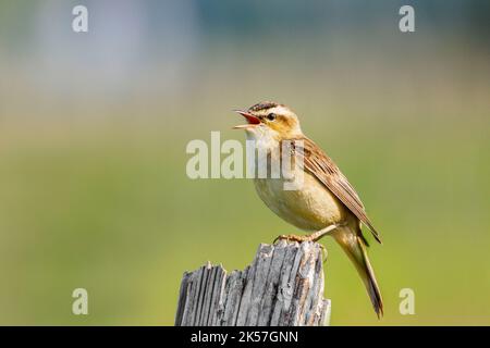 France, Eure, près de Pont-Audemer, Paruline de lisière (Acrocephalus schoenobaenus), chantant dans la zone humide et herbeuse du Marais-Vernier Banque D'Images