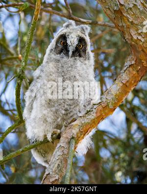 France, Eure, près de Pont-Audemer, hibou à longues oreilles (ASIO otus), poussin ayant quitté le nid, en équilibre sur une branche de pin Banque D'Images