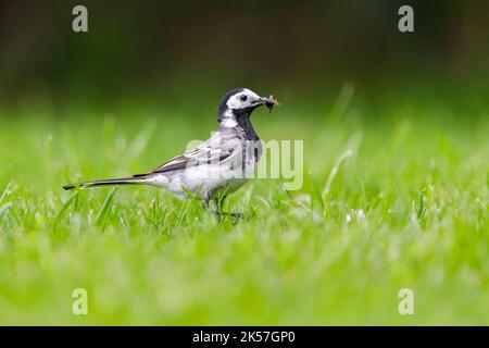 France, Eure, près de Pont-Audemer, oiseaux de jardin, passerériforme, Queue blanche (Motacilla alba), tenant un insecte dans le bec Banque D'Images