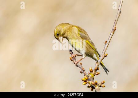 France, Eure, près de Pont-Audemer, oiseaux de jardin, passerériforme, Mâle européen Greenfinch (Carduelis chloris), sur une branche de magnolia bourgeonnante Banque D'Images