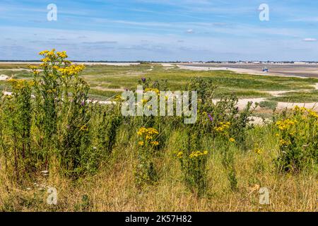 France, somme, Baie de somme, le Hourdel, les mollières au pied du phare Hourdel et le Crotoy en arrière-plan Banque D'Images