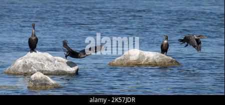 Les cormorans à double crête (Nannopterum auritum) prennent l'avion d'un petit lac dans le Dakota du Nord. Banque D'Images