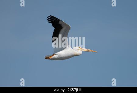 Un pélican blanc américain (Pelecanus erythrorhynchos) survole la réserve naturelle nationale de long Lake dans le Dakota du Nord. Banque D'Images