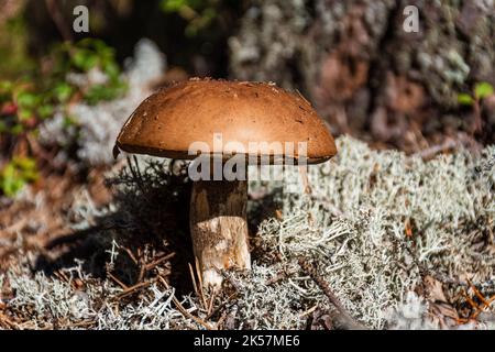 Le champignon brun (Leccinum scabrum) communément appelé violet à tiges rugueuses, tige de sablier ou boléte de bouleau parmi le lichen blanc. Gros plan en n Banque D'Images