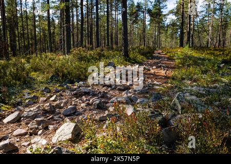 Sentier rocheux menant à travers une forêt dans le parc national de Lauhanvuori, en Finlande Banque D'Images