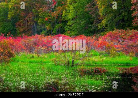 Snow Shanty Run, un étang de castors, dans la forêt de l'État du Delaware en Pennsylvanie, aux couleurs de l'automne. Banque D'Images