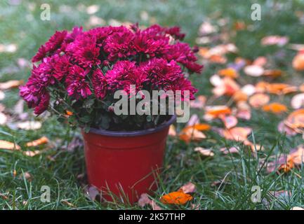 Le chrysanthème rose multiflora fleurit dans un pot sur l'herbe avec des feuilles jaunes d'automne. Banque D'Images