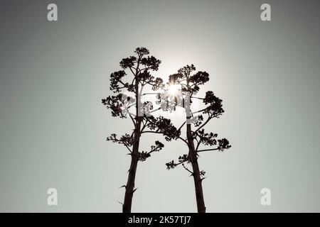 Deux tiges florales verticales agave salmiana en silhouette grise. Vue à angle bas. Banque D'Images