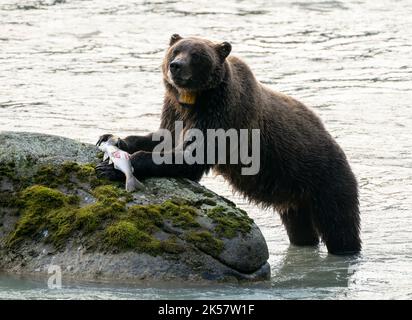 Un ours brun (Ursus arctos) mange du saumon de la rivière Chilkoot en Alaska. Banque D'Images