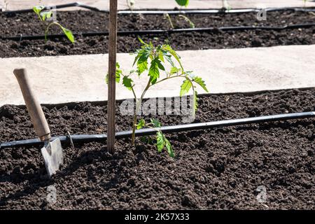 Plants de tomate cultivés en lits avec arrosage automatique ou système de goutte d'eau dans le potager d'origine. Tuyau d'arrosage et d'irrigation. Banque D'Images